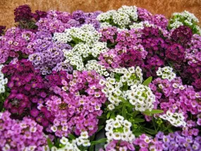 Alyssum