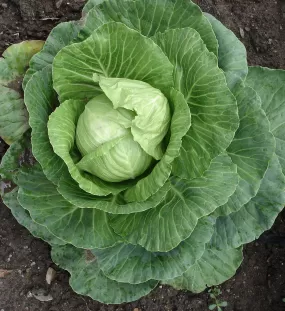 Cabbage